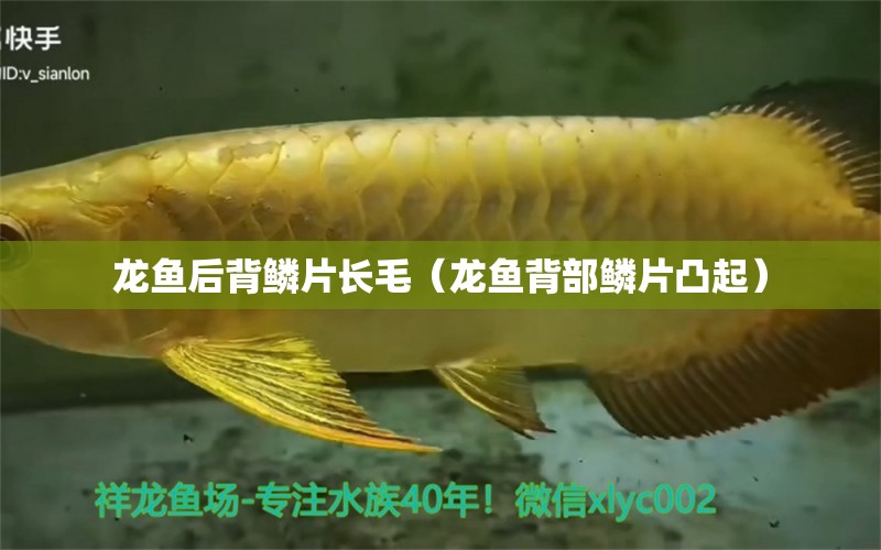 龍魚后背鱗片長(zhǎng)毛（龍魚背部鱗片凸起）