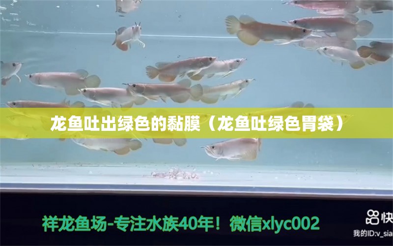 龍魚吐出綠色的黏膜（龍魚吐綠色胃袋）