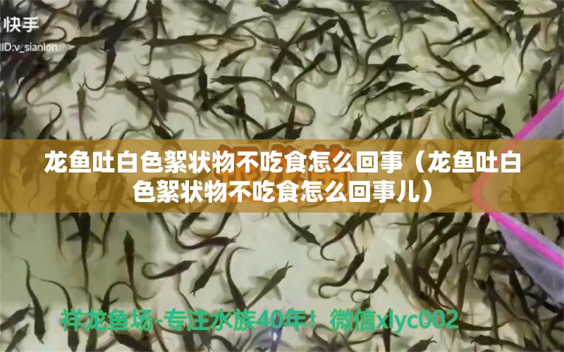 龍魚(yú)吐白色絮狀物不吃食怎么回事（龍魚(yú)吐白色絮狀物不吃食怎么回事兒）