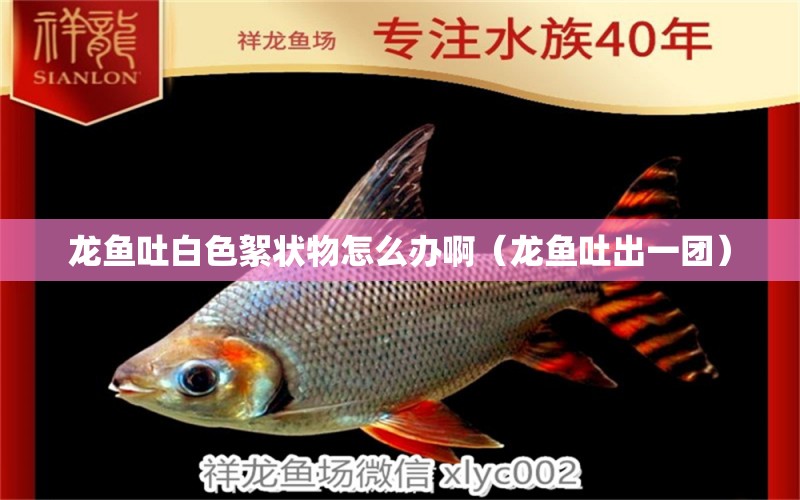 龍魚吐白色絮狀物怎么辦?。堲~吐出一團(tuán)）