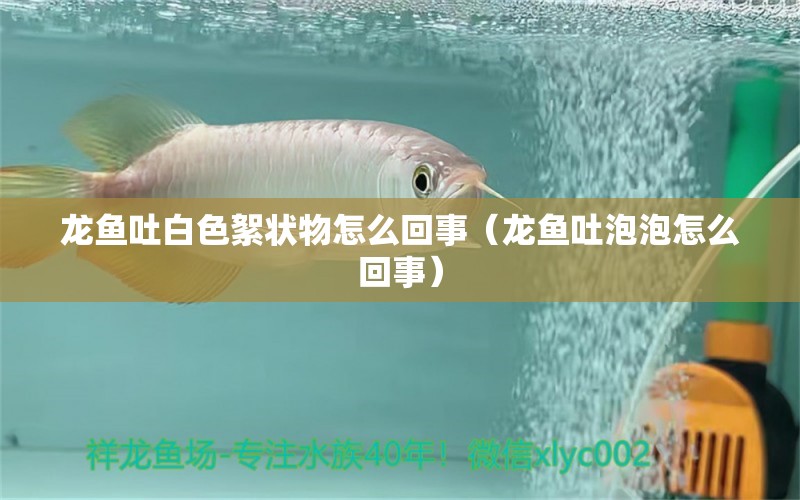 龍魚吐白色絮狀物怎么回事（龍魚吐泡泡怎么回事）