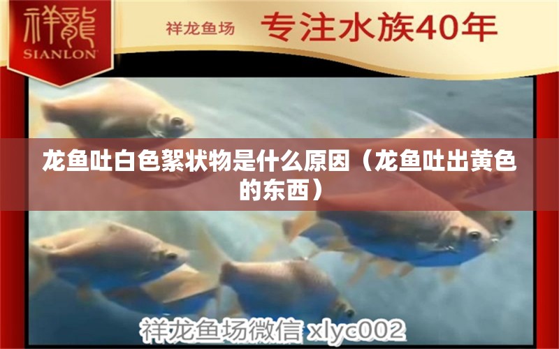 龍魚吐白色絮狀物是什么原因（龍魚吐出黃色的東西） 觀賞魚