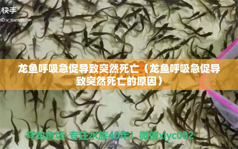 龍魚呼吸急促導(dǎo)致突然死亡（龍魚呼吸急促導(dǎo)致突然死亡的原因） 廣州龍魚批發(fā)市場