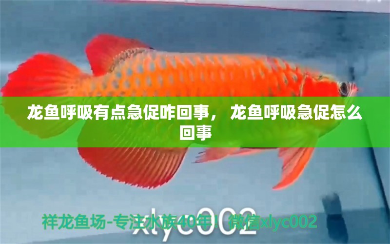 龍魚呼吸有點急促咋回事， 龍魚呼吸急促怎么回事