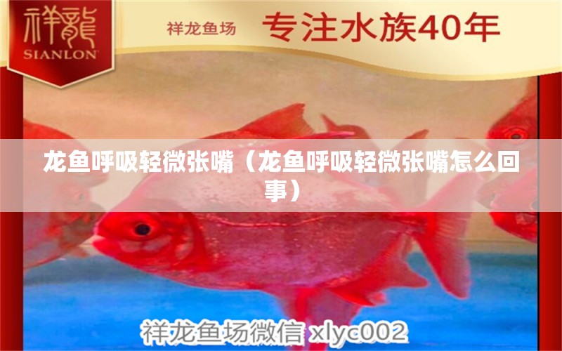 龍魚呼吸輕微張嘴（龍魚呼吸輕微張嘴怎么回事）