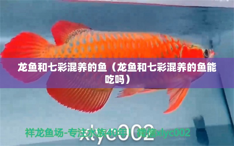 龍魚和七彩混養(yǎng)的魚（龍魚和七彩混養(yǎng)的魚能吃嗎）