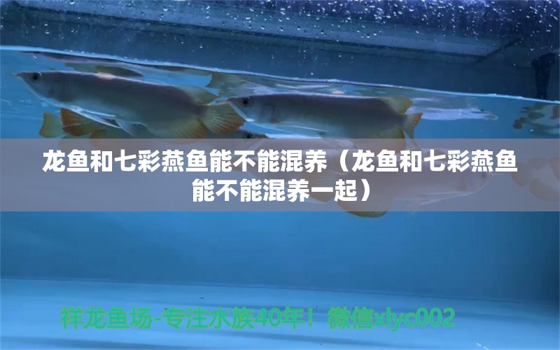 龍魚和七彩燕魚能不能混養(yǎng)（龍魚和七彩燕魚能不能混養(yǎng)一起）