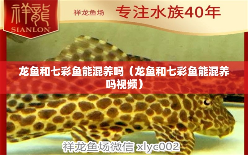 龍魚和七彩魚能混養(yǎng)嗎（龍魚和七彩魚能混養(yǎng)嗎視頻）