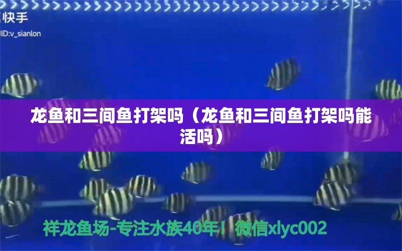 龍魚和三間魚打架嗎（龍魚和三間魚打架嗎能活嗎） 祥龍魚場