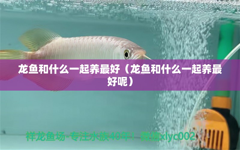 龍魚(yú)和什么一起養(yǎng)最好（龍魚(yú)和什么一起養(yǎng)最好呢） 廣州龍魚(yú)批發(fā)市場(chǎng)