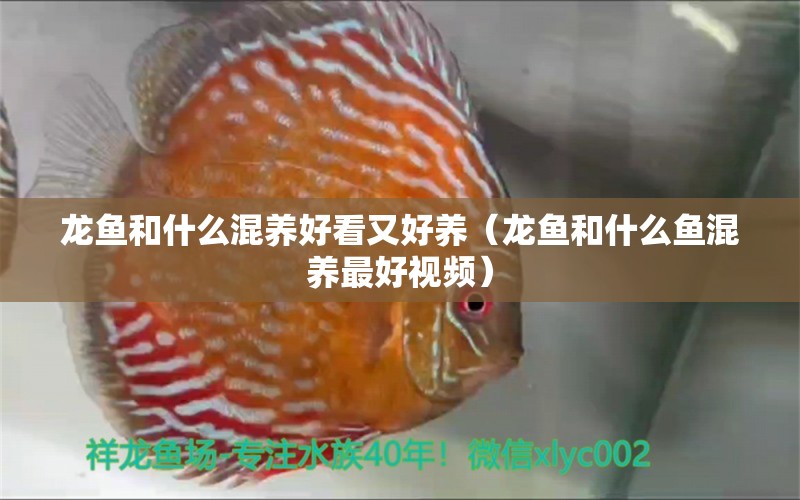 龍魚(yú)和什么混養(yǎng)好看又好養(yǎng)（龍魚(yú)和什么魚(yú)混養(yǎng)最好視頻）