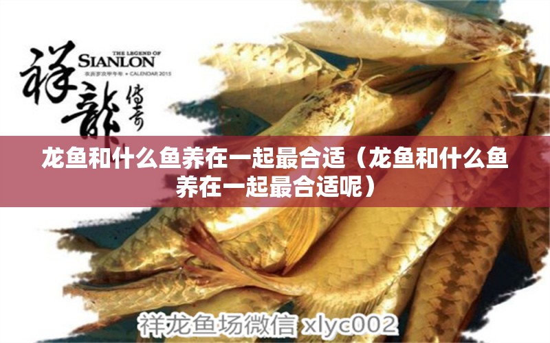 龍魚和什么魚養(yǎng)在一起最合適（龍魚和什么魚養(yǎng)在一起最合適呢） 廣州龍魚批發(fā)市場