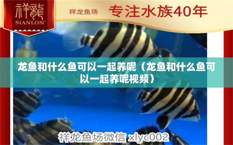 龍魚和什么魚可以一起養(yǎng)呢（龍魚和什么魚可以一起養(yǎng)呢視頻）