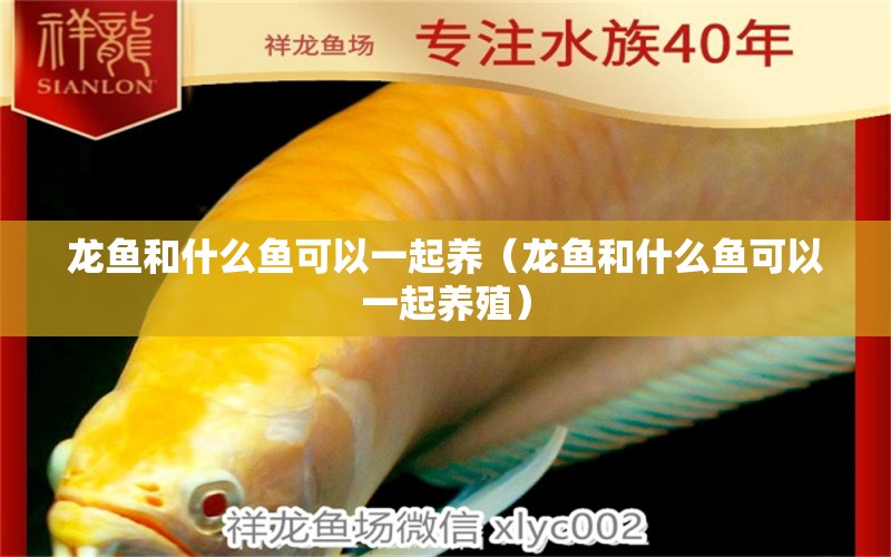 龍魚和什么魚可以一起養(yǎng)（龍魚和什么魚可以一起養(yǎng)殖）