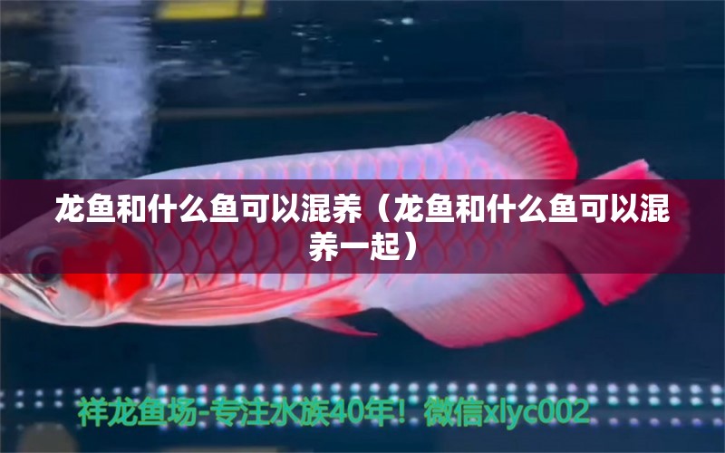 龍魚(yú)和什么魚(yú)可以混養(yǎng)（龍魚(yú)和什么魚(yú)可以混養(yǎng)一起）