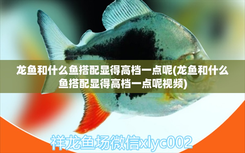 龍魚和什么魚搭配顯得高檔一點(diǎn)呢(龍魚和什么魚搭配顯得高檔一點(diǎn)呢視頻)