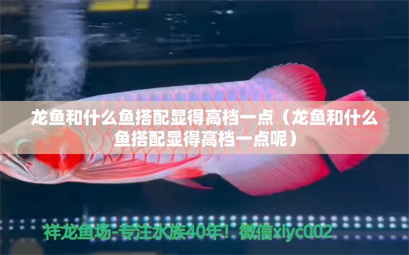 龍魚和什么魚搭配顯得高檔一點(diǎn)（龍魚和什么魚搭配顯得高檔一點(diǎn)呢） 廣州龍魚批發(fā)市場