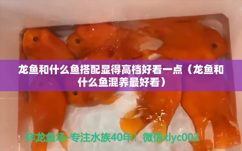 龍魚和什么魚搭配顯得高檔好看一點（龍魚和什么魚混養(yǎng)最好看）