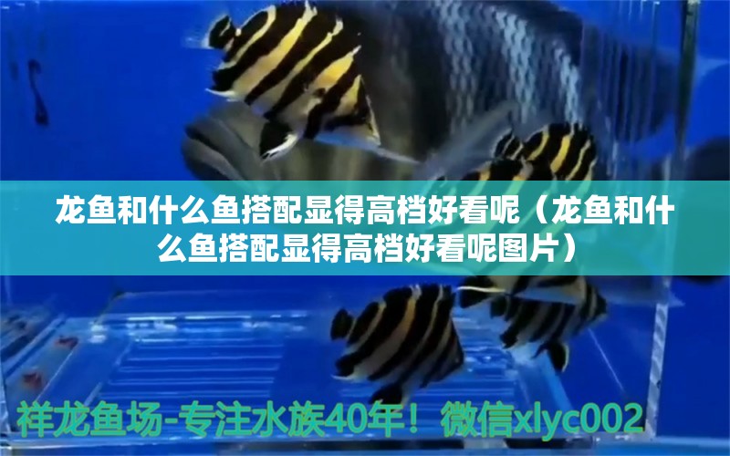 龍魚和什么魚搭配顯得高檔好看呢（龍魚和什么魚搭配顯得高檔好看呢圖片）