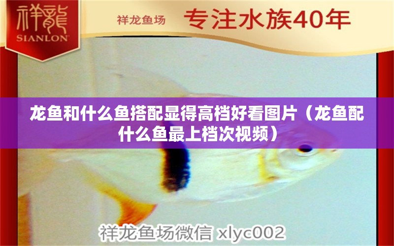 龍魚和什么魚搭配顯得高檔好看圖片（龍魚配什么魚最上檔次視頻）