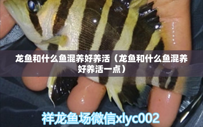 龍魚和什么魚混養(yǎng)好養(yǎng)活（龍魚和什么魚混養(yǎng)好養(yǎng)活一點）