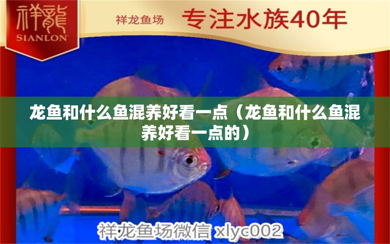 龍魚和什么魚混養(yǎng)好看一點（龍魚和什么魚混養(yǎng)好看一點的）