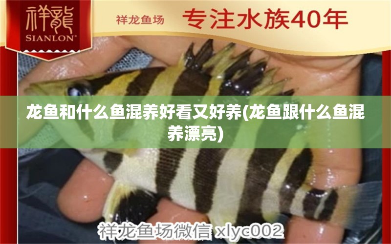 龍魚和什么魚混養(yǎng)好看又好養(yǎng)(龍魚跟什么魚混養(yǎng)漂亮) 恐龍王魚