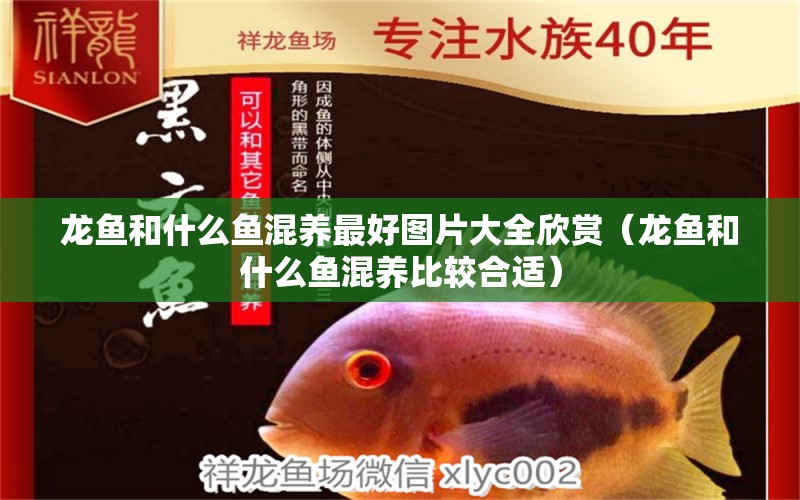 龍魚(yú)和什么魚(yú)混養(yǎng)最好圖片大全欣賞（龍魚(yú)和什么魚(yú)混養(yǎng)比較合適）