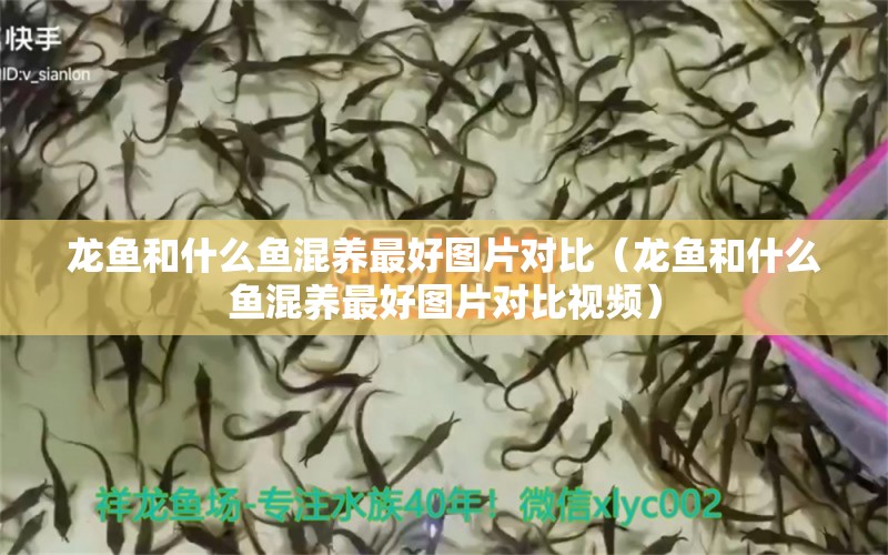 龍魚和什么魚混養(yǎng)最好圖片對比（龍魚和什么魚混養(yǎng)最好圖片對比視頻） 廣州龍魚批發(fā)市場