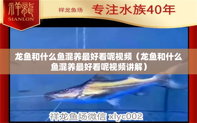 龍魚(yú)和什么魚(yú)混養(yǎng)最好看呢視頻（龍魚(yú)和什么魚(yú)混養(yǎng)最好看呢視頻講解）