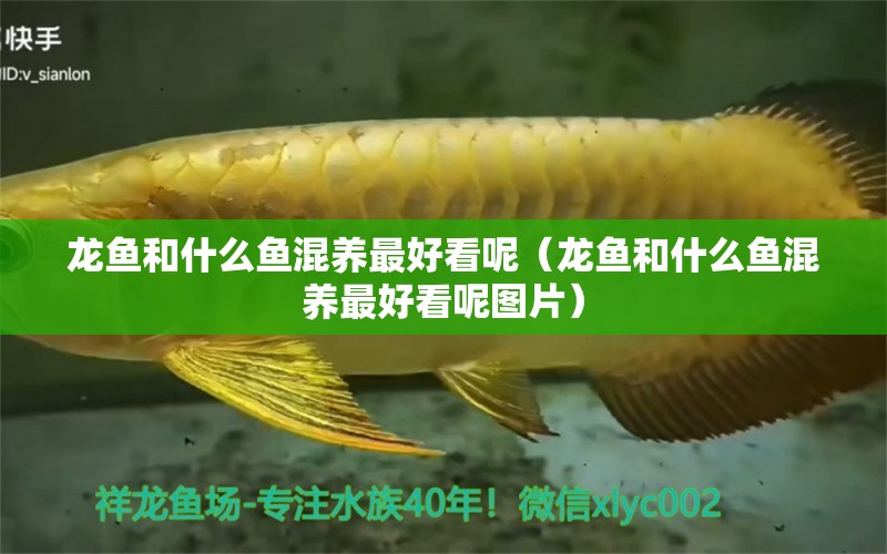 龍魚和什么魚混養(yǎng)最好看呢（龍魚和什么魚混養(yǎng)最好看呢圖片）