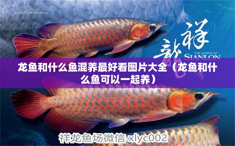 龍魚(yú)和什么魚(yú)混養(yǎng)最好看圖片大全（龍魚(yú)和什么魚(yú)可以一起養(yǎng)） 觀賞魚(yú)