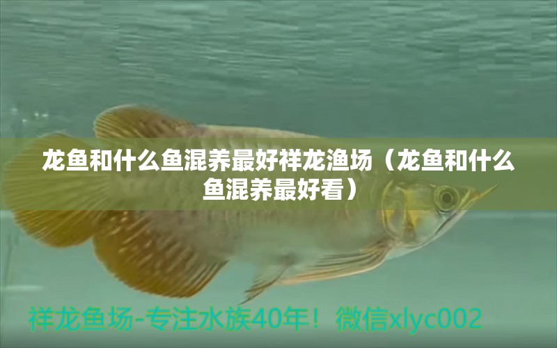 龍魚和什么魚混養(yǎng)最好祥龍漁場(chǎng)（龍魚和什么魚混養(yǎng)最好看） 龍魚疾病與治療