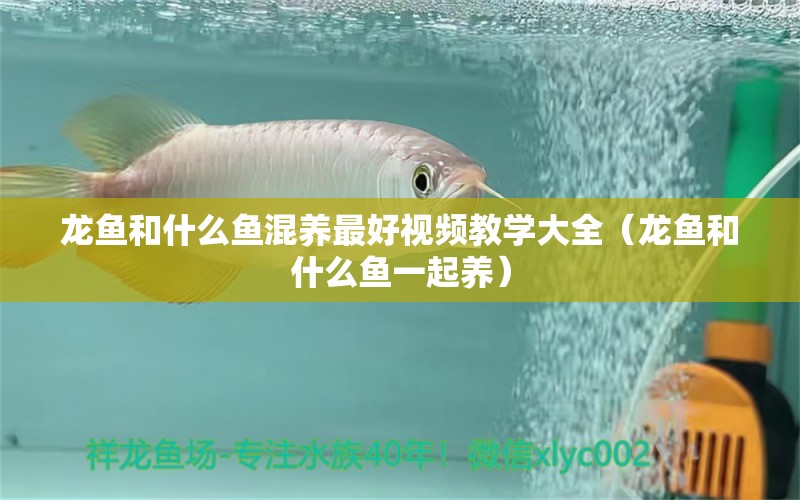 龍魚和什么魚混養(yǎng)最好視頻教學(xué)大全（龍魚和什么魚一起養(yǎng)）