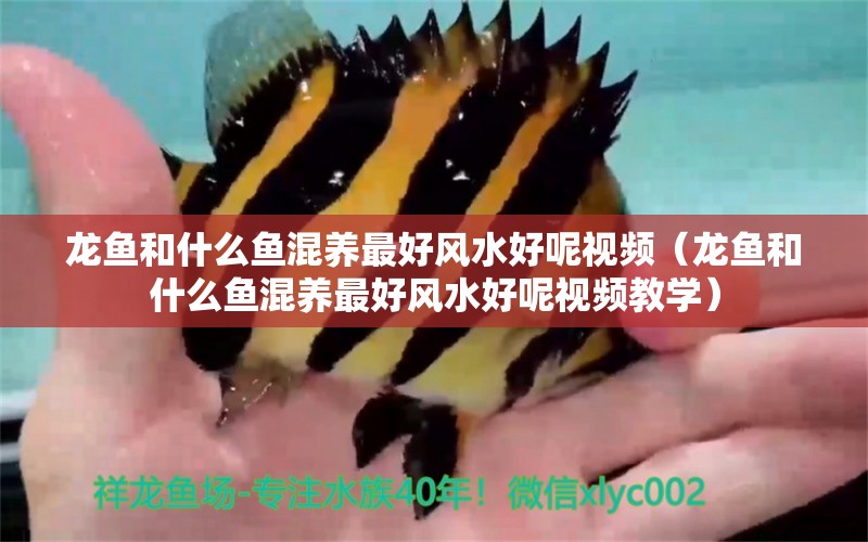 龍魚和什么魚混養(yǎng)最好風(fēng)水好呢視頻（龍魚和什么魚混養(yǎng)最好風(fēng)水好呢視頻教學(xué)）