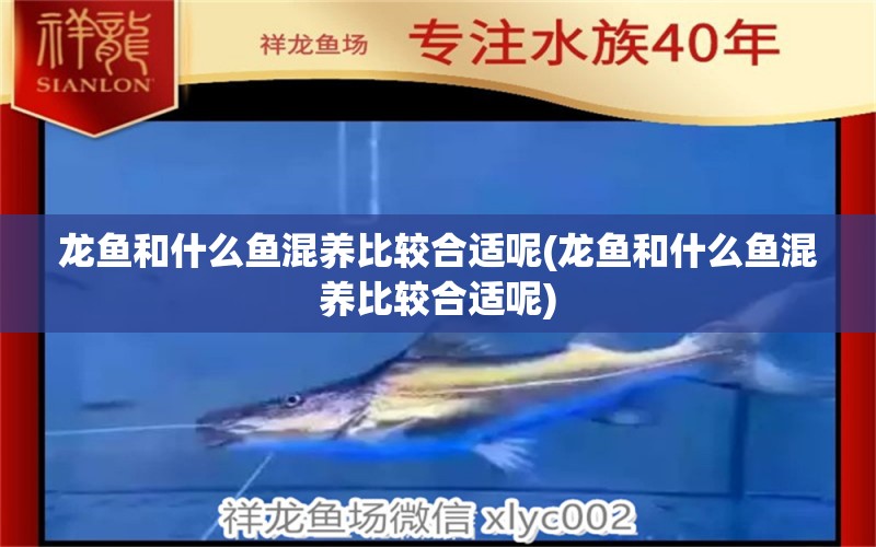 龍魚和什么魚混養(yǎng)比較合適呢(龍魚和什么魚混養(yǎng)比較合適呢) 馬拉莫寶石魚苗