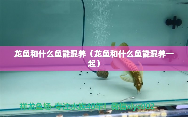 龍魚和什么魚能混養(yǎng)（龍魚和什么魚能混養(yǎng)一起） 祥龍水族醫(yī)院