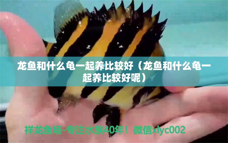 龍魚和什么龜一起養(yǎng)比較好（龍魚和什么龜一起養(yǎng)比較好呢）