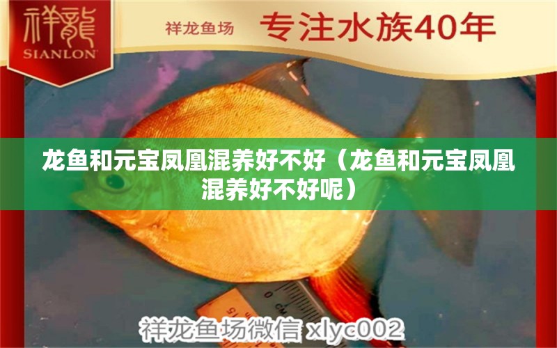 龍魚和元寶鳳凰混養(yǎng)好不好（龍魚和元寶鳳凰混養(yǎng)好不好呢）