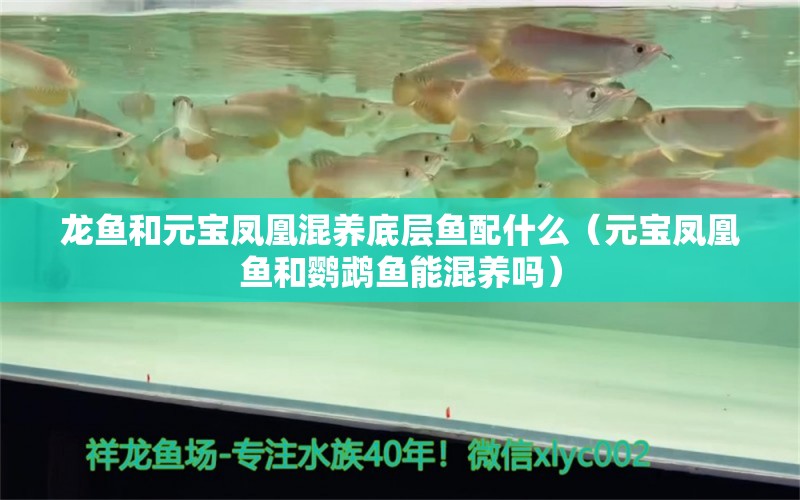 龍魚和元寶鳳凰混養(yǎng)底層魚配什么（元寶鳳凰魚和鸚鵡魚能混養(yǎng)嗎）