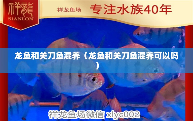 龍魚和關刀魚混養(yǎng)（龍魚和關刀魚混養(yǎng)可以嗎） 廣州龍魚批發(fā)市場