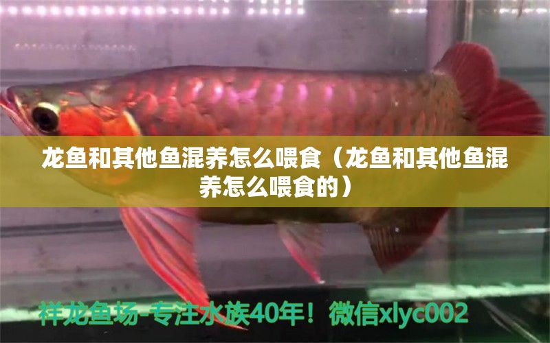 龍魚和其他魚混養(yǎng)怎么喂食（龍魚和其他魚混養(yǎng)怎么喂食的）