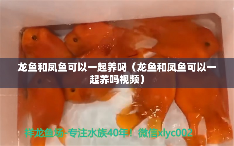 龍魚和鳳魚可以一起養(yǎng)嗎（龍魚和鳳魚可以一起養(yǎng)嗎視頻）