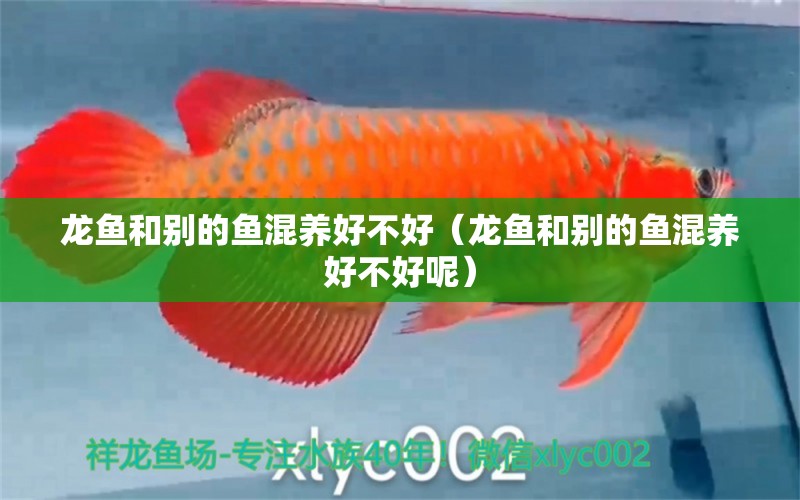 龍魚和別的魚混養(yǎng)好不好（龍魚和別的魚混養(yǎng)好不好呢） 檸檬鯽