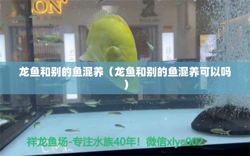 龍魚和別的魚混養(yǎng)（龍魚和別的魚混養(yǎng)可以嗎） 祥龍魚場