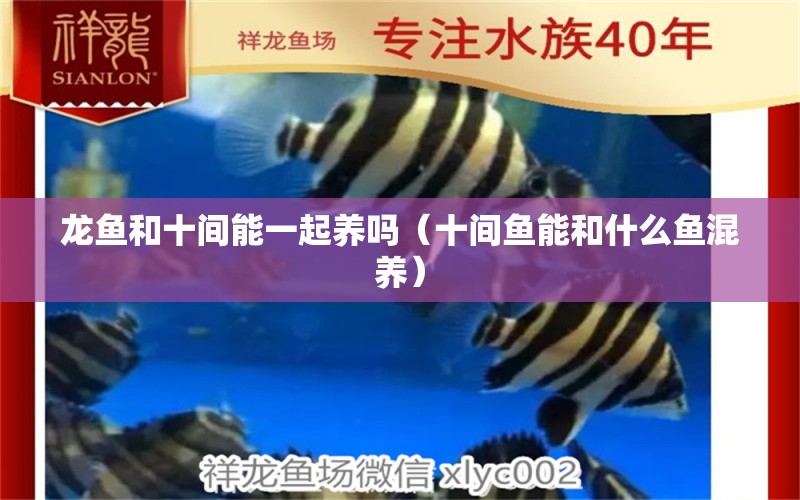 龍魚和十間能一起養(yǎng)嗎（十間魚能和什么魚混養(yǎng)） 黃金斑馬魚 第1張