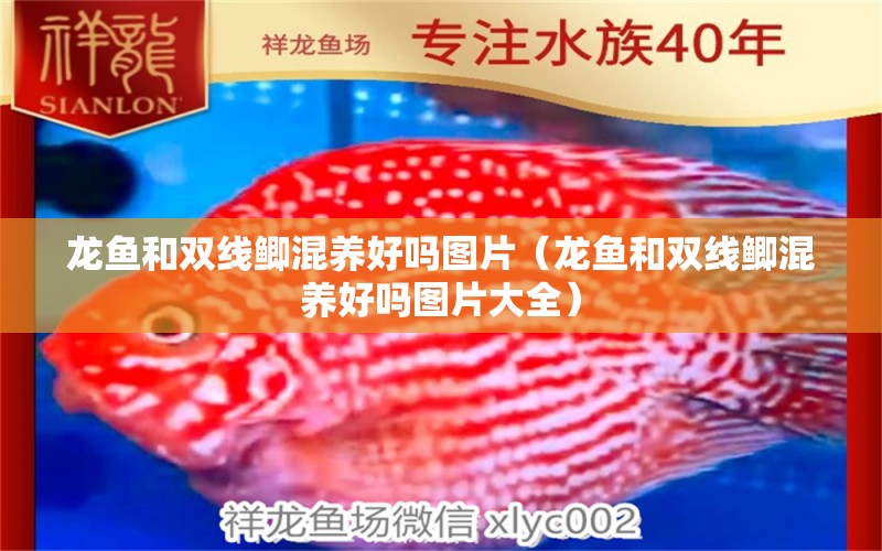 龍魚和雙線鯽混養(yǎng)好嗎圖片（龍魚和雙線鯽混養(yǎng)好嗎圖片大全） 廣州龍魚批發(fā)市場