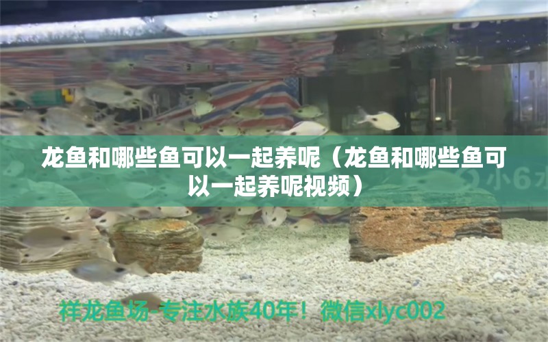 龍魚和哪些魚可以一起養(yǎng)呢（龍魚和哪些魚可以一起養(yǎng)呢視頻） 廣州龍魚批發(fā)市場(chǎng)