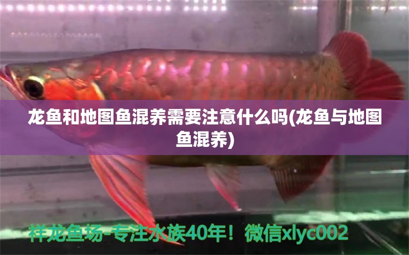 龍魚和地圖魚混養(yǎng)需要注意什么嗎(龍魚與地圖魚混養(yǎng))