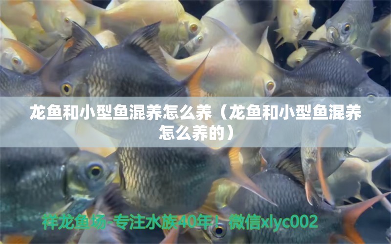 龍魚和小型魚混養(yǎng)怎么養(yǎng)（龍魚和小型魚混養(yǎng)怎么養(yǎng)的）